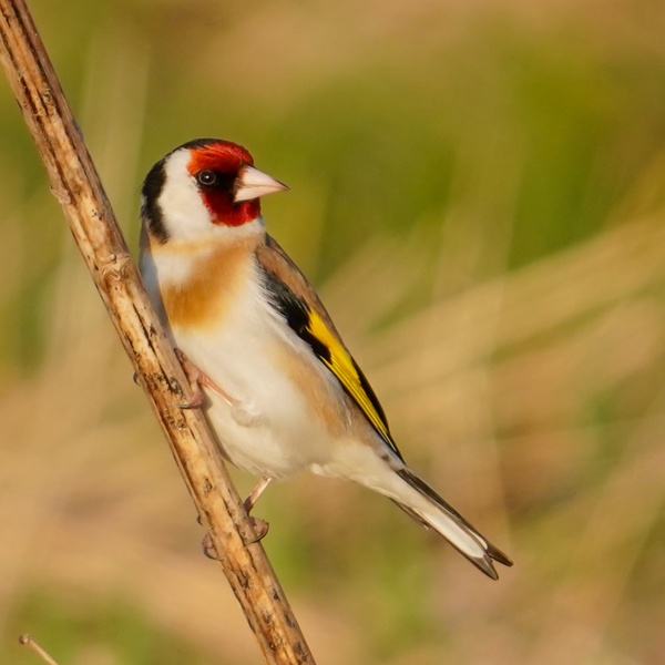 Nature photography