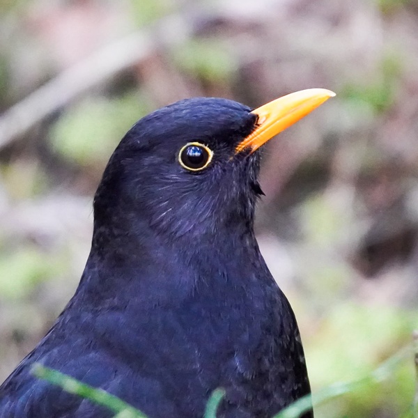 Nature photography