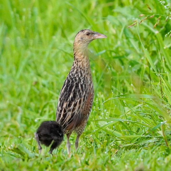 Nature photography