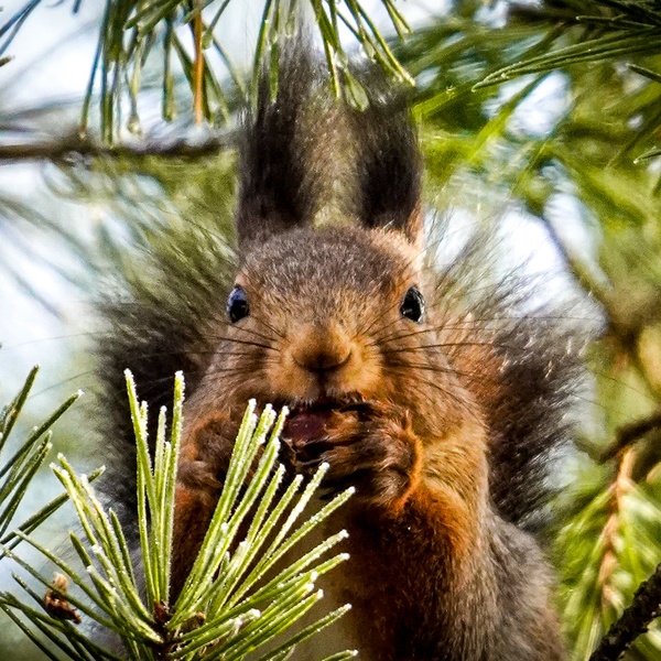 Nature photography